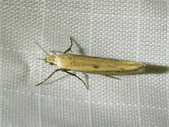 Ypsolopha unicipunctella