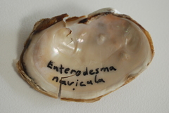 Entodesma navicula