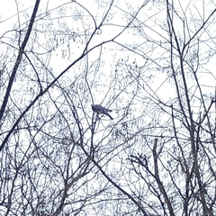 Columba palumbus