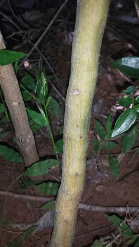 Adenia perrieri