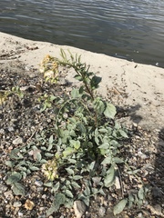 Chylismia claviformis