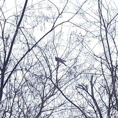 Columba palumbus
