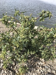 Chenopodiastrum murale