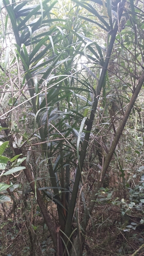 Dypsis oropedionis