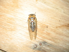 Megatibicen tremulus