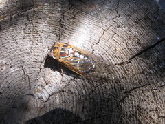 Megatibicen tremulus