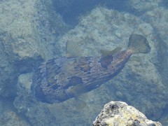 Diodon holocanthus