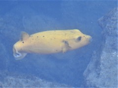 Arothron meleagris