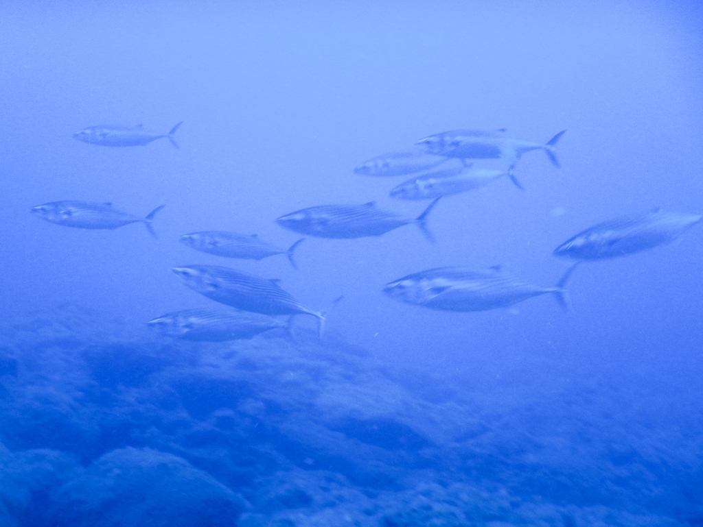 Atlantic bonito