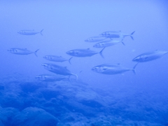 Atlantic Bonito photo 5
