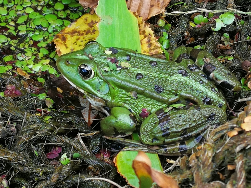 Marsh Frog from 21230 Jouey, France on July 29, 2022 at 05:14 PM by ...