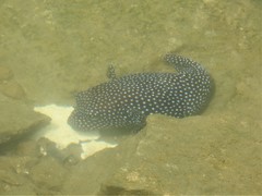 Arothron meleagris