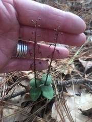 Neottia bifolia