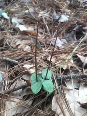 Neottia bifolia