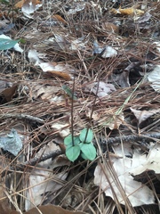 Neottia bifolia