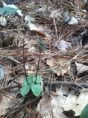 Neottia bifolia