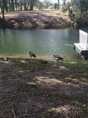 Alopochen aegyptiaca