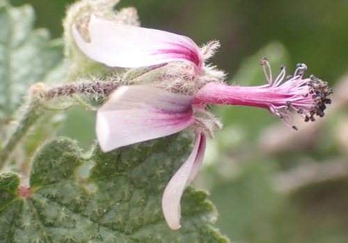 Anisodontea reflexa (Anisodontea reflexa)