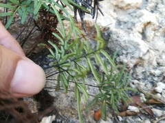 Gaga hintoniorum