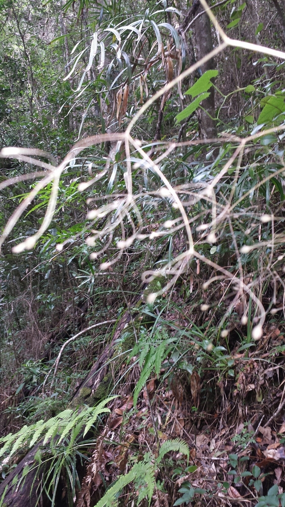 Pseudocarum