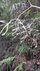 Pseudocarum laxiflorum