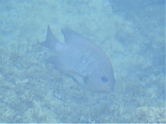 Stegastes rectifraenum