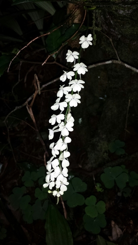 Aerangis citrata (Thouars) Schltr.