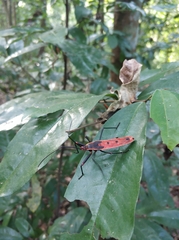 Macrocheraia grandis