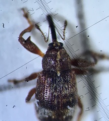 Anthonomus bituberculatus