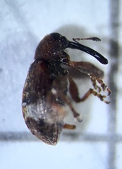 Anthonomus bituberculatus