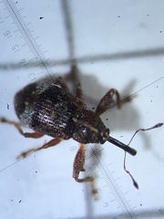 Anthonomus bituberculatus