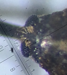 Anthonomus bituberculatus