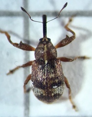 Anthonomus bituberculatus
