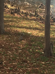 Sciurus carolinensis