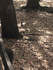 Sciurus carolinensis