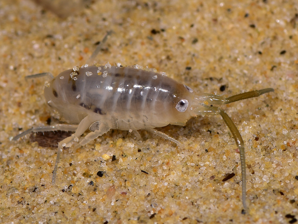 Wide-footed Sand Hopper