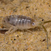 Wide-footed Sand Hopper - Photo (c) Paolo Mazzei, some rights reserved (CC BY-NC), uploaded by Paolo Mazzei