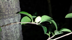 Coffea buxifolia
