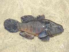 Dormitator latifrons