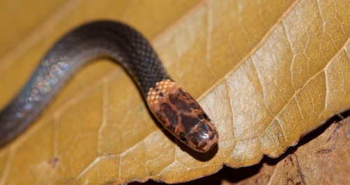 Rhadinella xerophila