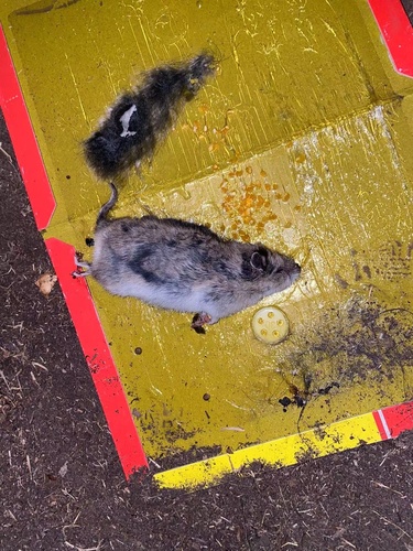 Long-tailed Dwarf Hamster (Cricetulus longicaudatus) — Least Concern Mammalia