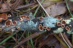 Scytinostroma artocreas