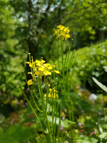Erysimum hungaricum