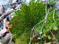 Selaginella gypsophila