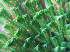 Selaginella gypsophila