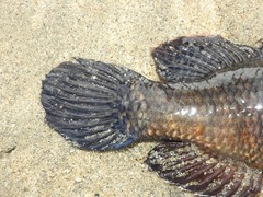 Dormitator latifrons