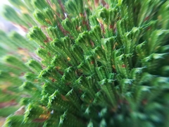 Selaginella gypsophila