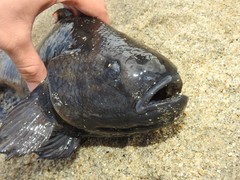 Dormitator latifrons