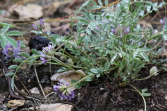Astragalus lotiflorus