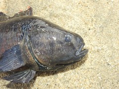 Dormitator latifrons